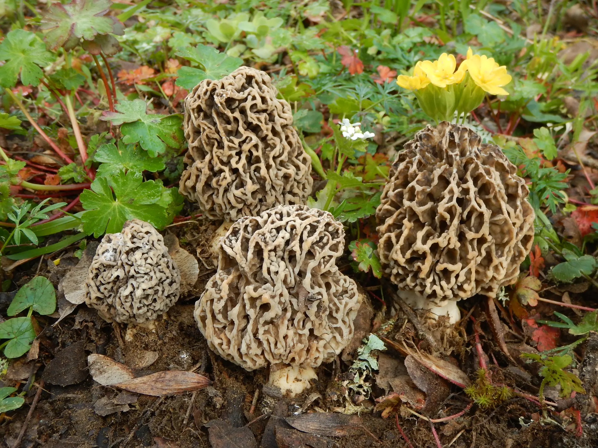 Morchella vulgaris, 23-04-13 (4)